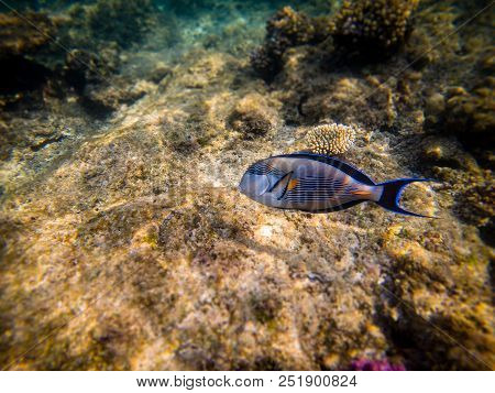 The Sohal Surgeonfish Or Sohal Tang, Acanthurus Sohal