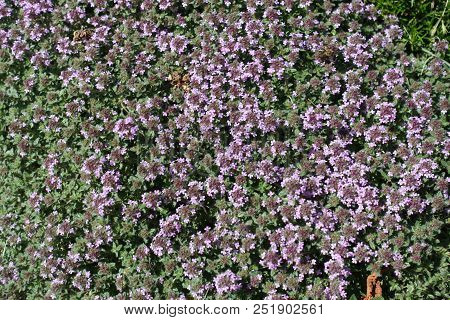 Thymus Praecox In Full Bloom From Above