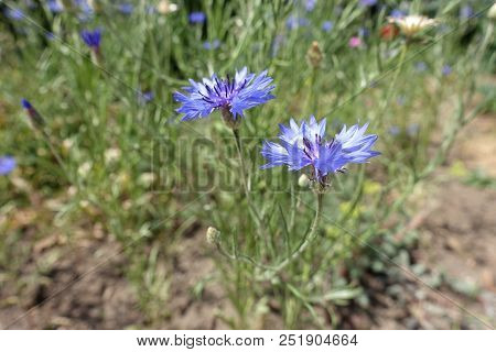 Two Blue Flower Of Centaurea Cyanus (side View)