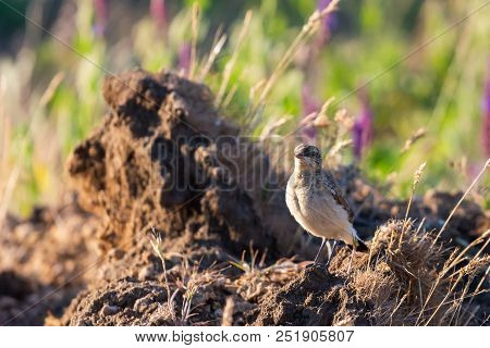 Northern Wheatear Or Oenanthe Oenanthe On Gound