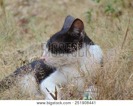 My Cat Slepping In The Garden. She Is Beautyful Cat In My Home