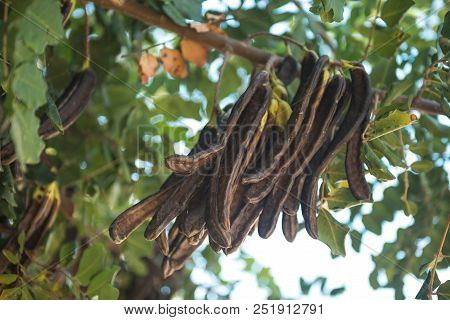 Carobs Bunch On A Tree
