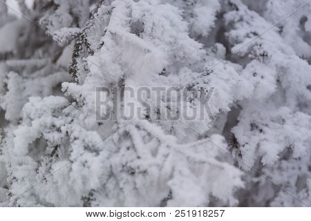 Snowcowered Branches. Winter Blur Background. Frost Trees.