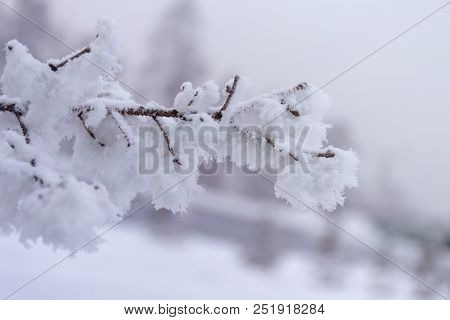 Snowcowered Branches. Winter Blur Background. Frost Trees