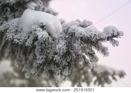 Snowcowered Branches. Winter Blur Background. Frost Trees