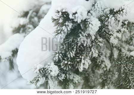 Snowcowered Branches. Winter Blur Background. Frost Trees