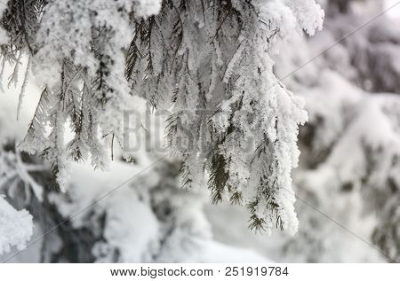 Snowcowered Branches. Winter Blur Background. Frost Trees