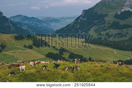 Cow On A Field In The Mountains Brienzer Rothorn Switzerland Bad Weather
