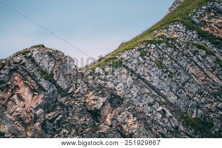 Alpine Capricorn Steinbock Capra Ibex On Top Of A Steep Mountain Switzerland Brienzer Rothorn