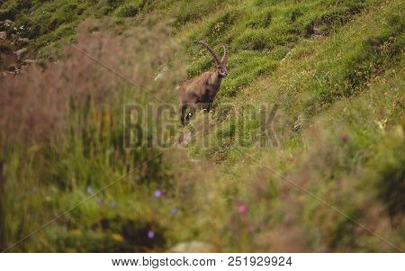 Alpine Capricorn Steinbock Capra Ibex With Grass Infront Sunny