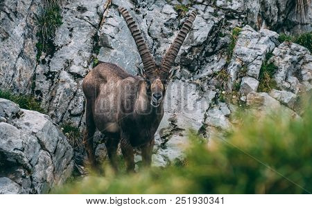 Old Alpine Capricorn Steinbock Capra Ibex Standing On A Rock Looking At Camera, Brienzer Rothorn Swi