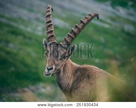 Funny Alpine Capricorn Steinbock Capra Ibex Eating And Looking At Camera, Brienzer Rothorn Switzerla