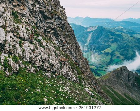 Many Capricorn Standing On A Steep Rocks In The Swiss Alps Steinbock Capra Ibex, Brienzer Rothorn Sw