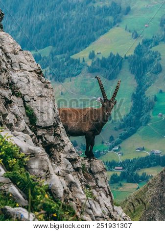 Alpine Capricorn Steinbock Capra Ibex Looking At Camera Behind A Steep Mountain Rock, Brienzer Rotho