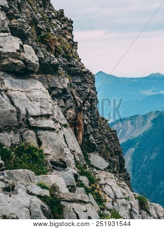 Alpine Capricorn Steinbock Capra Ibex Looking At The Mountain Scenery On A Steep Mountain Rock, Brie