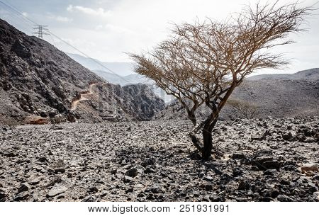 View of Al Hajar mountains in Fujairah, UAE with a lone tree and a twisty dirt road