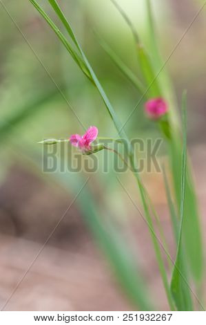 Pink Flowers Of Grass Vetchling (lathyrus Nissolia) On Summer Meadow With Blurred Green Background. 