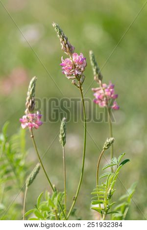 Three Esparcet Pink Flowers (onobrychis Viciifolia). Blossoming Sainfoin Or Holy-clover Wildflowers.