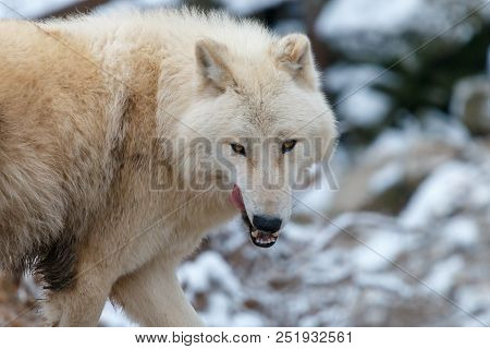 Hudson Bay Wolf (canis Lupus Hudsonicus) Lick Its Lips. White Colored, Medium-sized Furry Predator.
