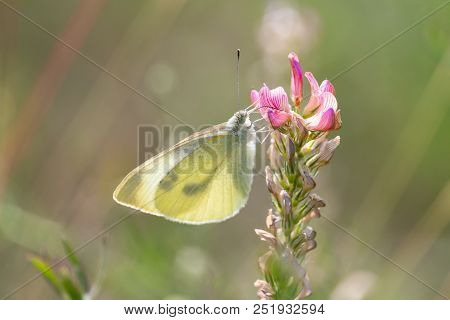 The Large White, Also Called Cabbage Butterfly, Cabbage White Or Cabbage Moth (pieris Brassicae) On 