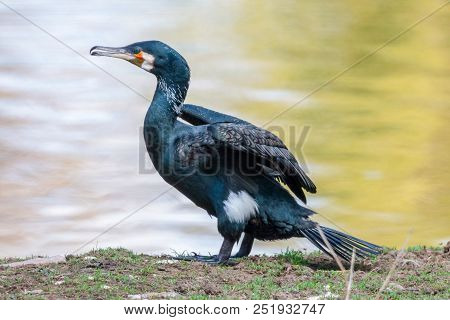 Great Black Cormorant On The Shore Of The Pond With Water On Background. Black Shag Or White-breaste