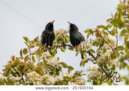 A Pair Of Starlings Singing On A Branch Of A Blossoming Apple Tree. The Common Starling (sturnus Vul