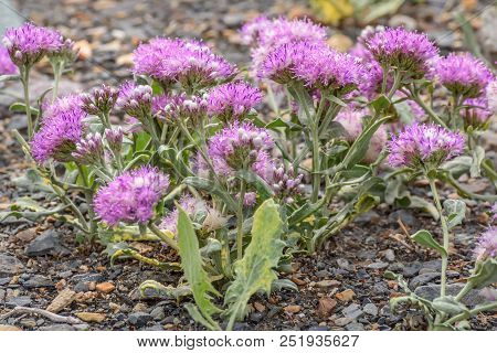 Beautiful Fluffy Pink Flowers Saussurea Kuschakeviczii Growing On Stones In The Steppe Close-up