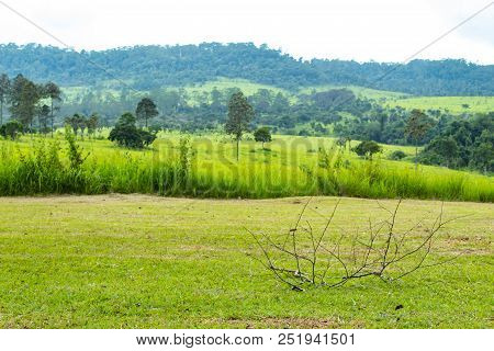 Twigs On The Lawn Meadow And Trees At Thung Salaeng Luang , Phetchabun In Thailand.