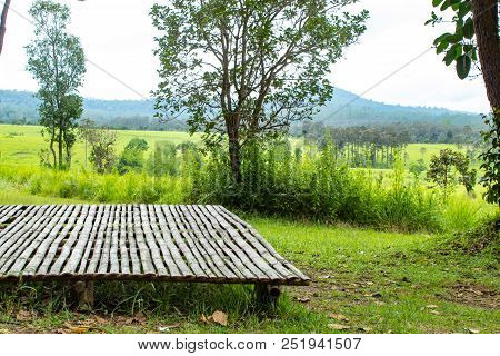 Bamboo Flooring In Meadow And Trees At Thung Salaeng Luang , Phetchabun In Thailand.