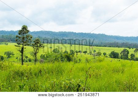 Meadow And Trees. At Thung Salaeng Luang , Phetchabun In Thailand.
