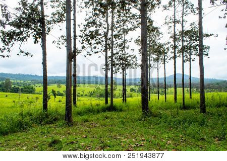Meadow And Trees At Thung Salaeng Luang , Phetchabun In Thailand.