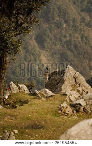 The Crow Sits On A Branch Against The Background Of Mountains And Stones