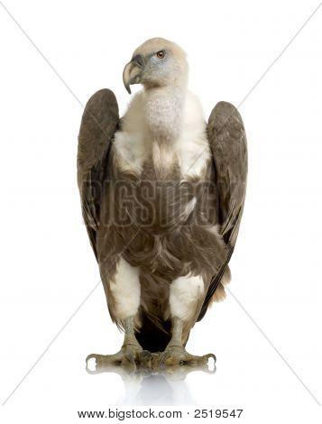 Sup - sup Fulvus