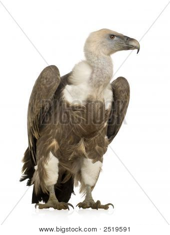 Sup - sup Fulvus