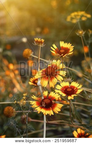 Beautiful Bright  Flower Helenium On  Blooming Green Meadow