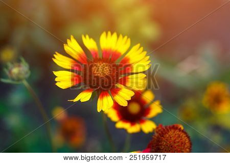 Beautiful Bright  Flower Helenium On Blooming Green Meadow
