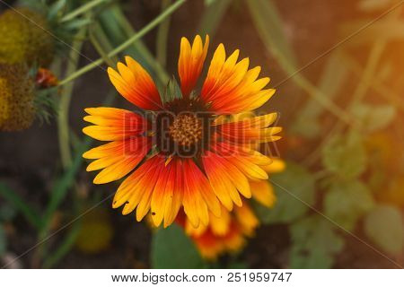 Beautiful Bright  Flower Helenium On  Blooming Green Meadow