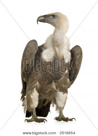 Sup - sup Fulvus