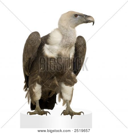 Sup - sup Fulvus