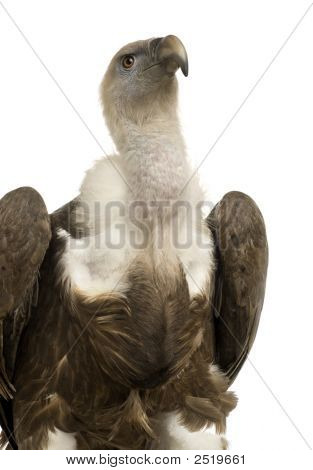 Sup - sup Fulvus
