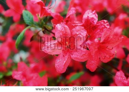 Colorful Floral Background Of Flowers. Flowering Bushes.