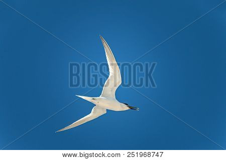 The Lesser Black-backed Gull (larus Fuscus) Flying  To Cloud The Sky Background