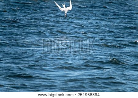 The Lesser Black-backed Gull (larus Fuscus) Flying  To Cloud The Sky Background