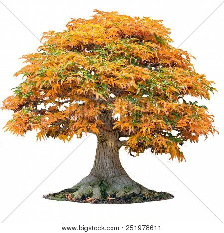Yellow Maple Tree Acer Palmatum Tree Of Trident Maple In Autumn Shishigashira Maple Isolated White.