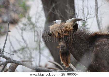 Wild Goat Grazing Big Island Of Hawaii