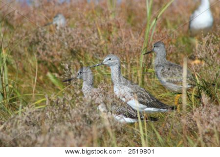 Marsh_Life3
