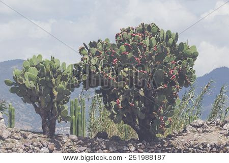 Photograph Of Some Green Maguey Traditional Nativr Mexican Plants