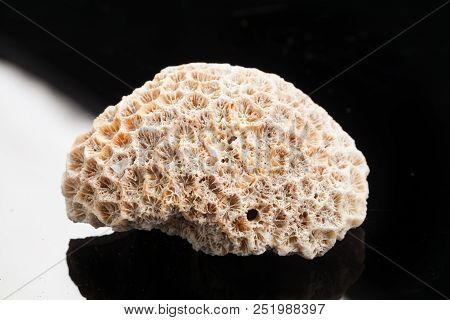 Piece Of Stone On A Studio Background