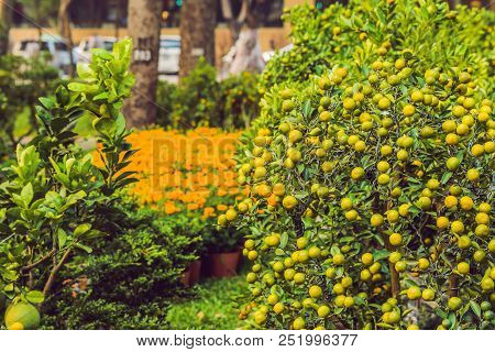 Close Up Vibrant Orange Citrus Fruits On A Kumquat Tree In Honor Of The Vietnamese New Year. Lunar N