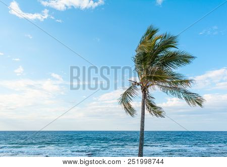 One Palm Tree On Beach Next To Ocean In Sunset With Blue Sky And Clouds Sunshine Coast, Mooloolaba, 